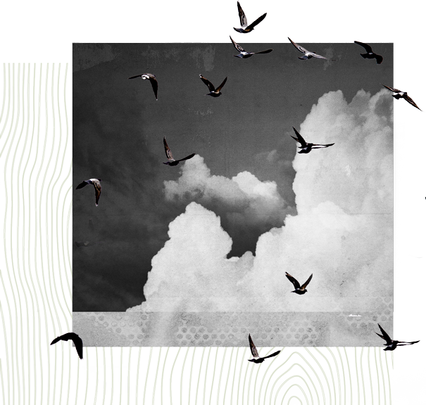 birds flying in an cloudy sky